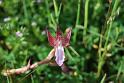 orchis papilionacea